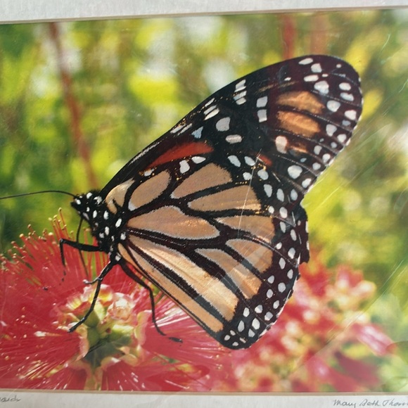 Monarch Butterfly Photo - Picture 2 of 7